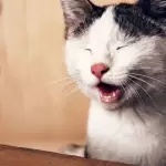 Eszi a macskád az almot?