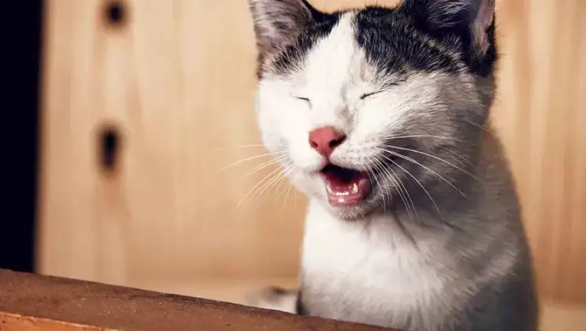 Eszi a macskád az almot?